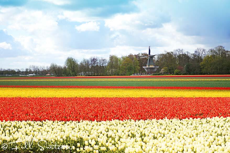 How to see Keukenhof gardens and tulip fields in the Netherlands