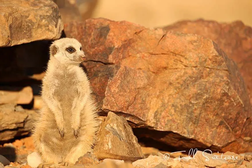 Meerkat in Namibia