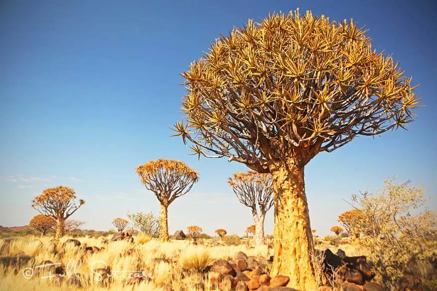 Quivertree Forest Namibia