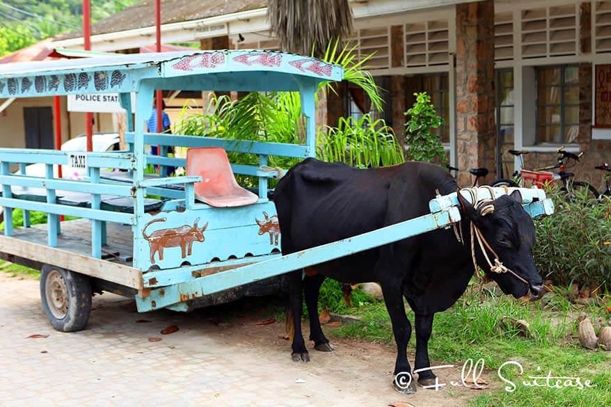 Traditional ox cart in La Digue Seychelles