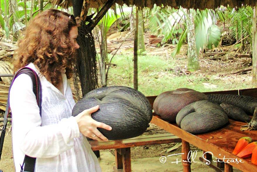 Giant coco de mer nut in Vallée de Mai Nature Reserve UNESCO