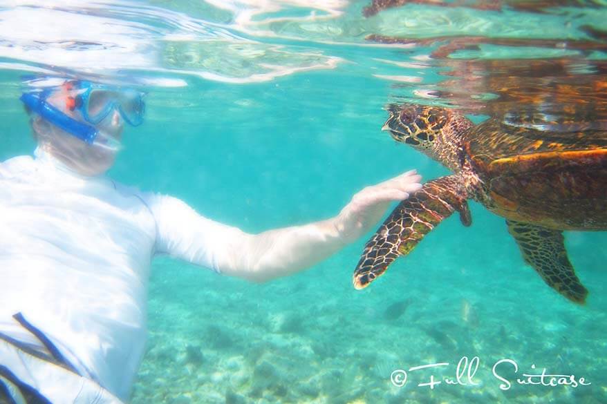 snorkeling with sea turtles in Seychelles
