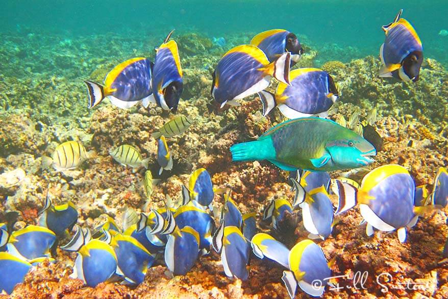 Snorkeling in Seychelles amongst colorful fish