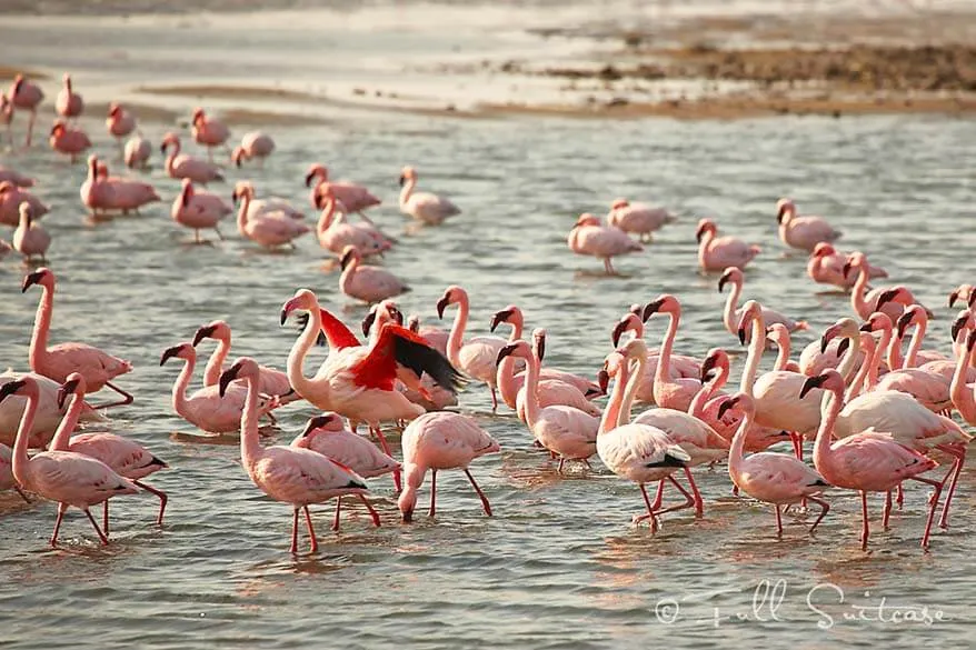 Walvis Bay Flamingos in Namibia