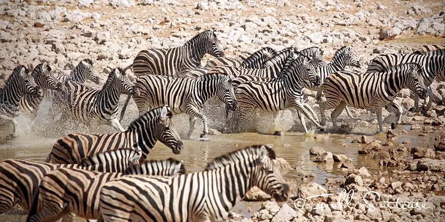 Zeebras in Etosha National Park