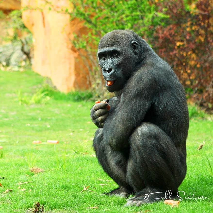 Gorilla at Amneville zoo