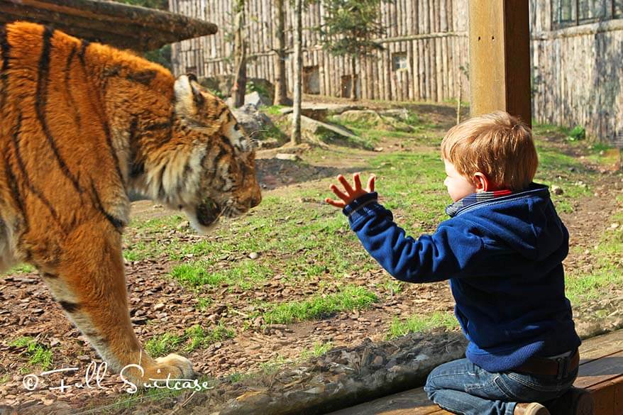Tiger at Zoo d'Amneville France