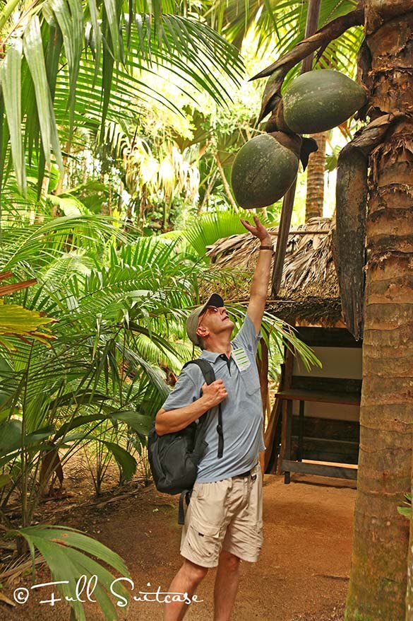 Coco de mer in Vallée de Mai UNESCO heritage site on Praslin island