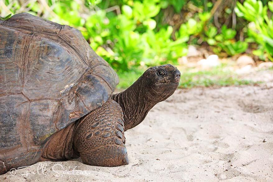 Giant tortoises in Seychelles