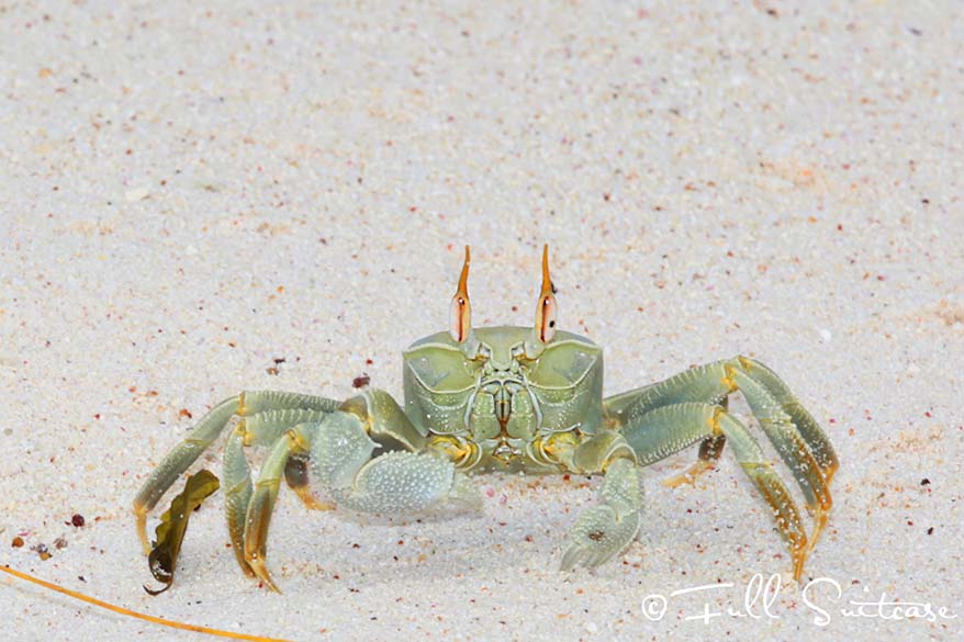 A crab on the beach in Seychelles