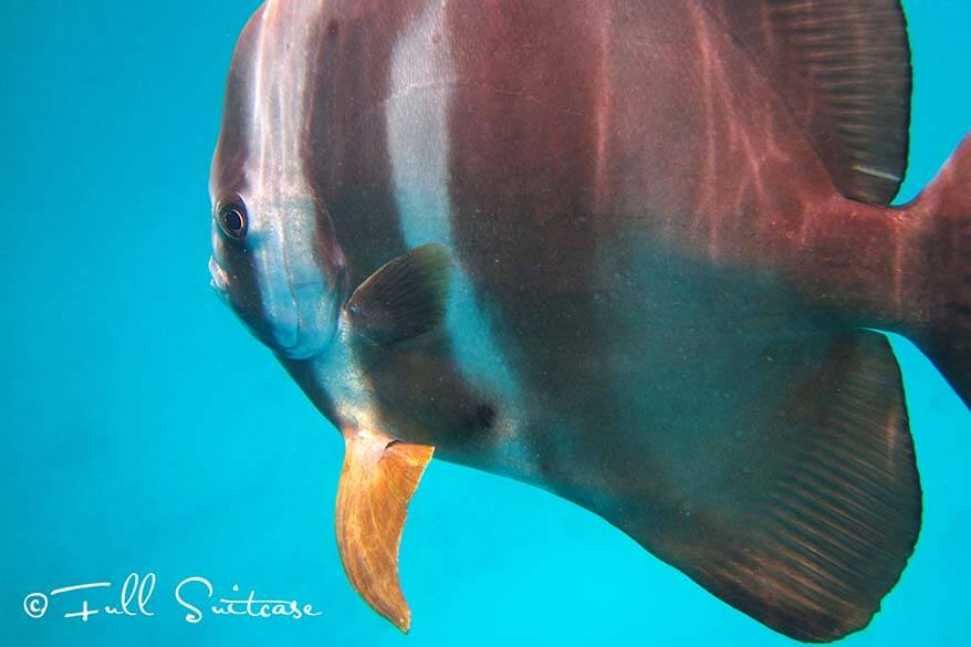 Snorkeling in the Seychelles