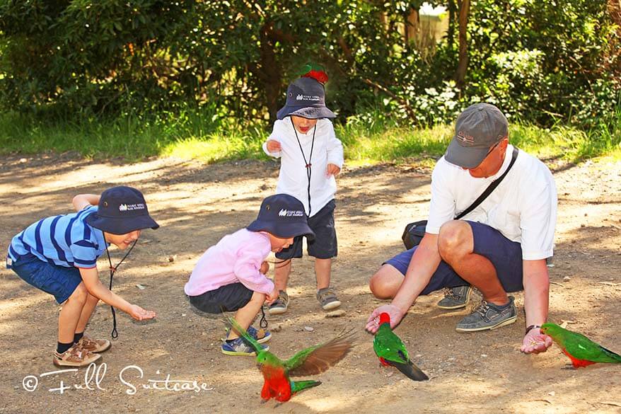 Feeding parrots at Kennet river on the Great Ocean Road Australia