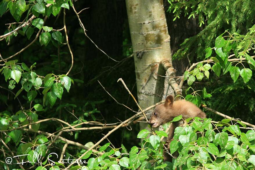 Bear cub in a tree in Canada