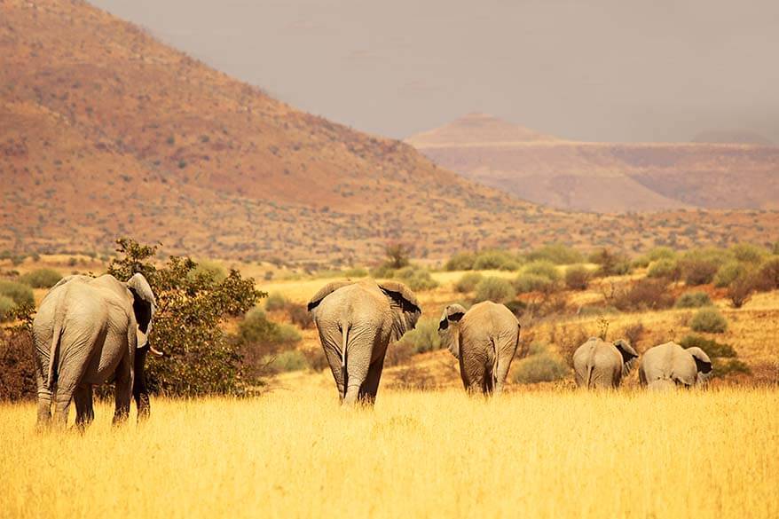 Best Camera & Lens for Safari in Africa