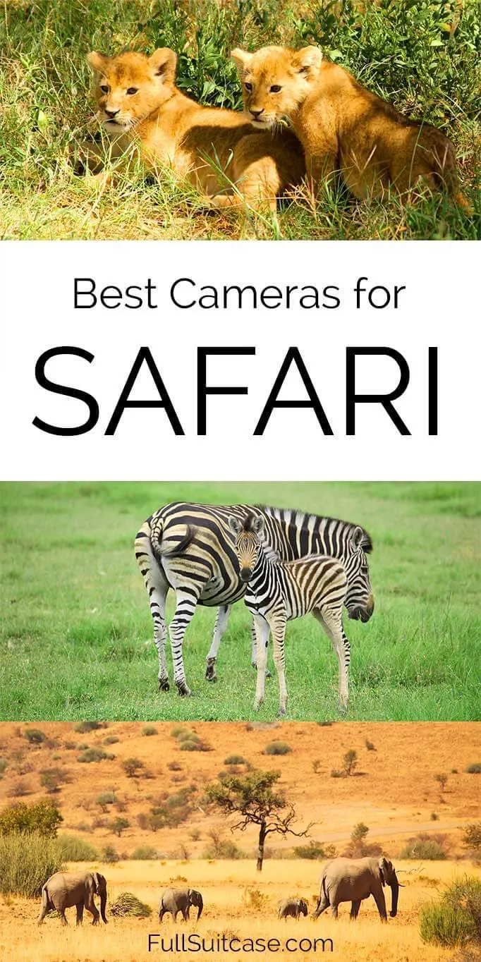 Best cameras for safari and lenses for wildlife photography