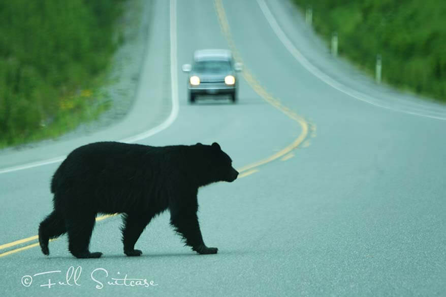 Black bear crossing the road in Canada