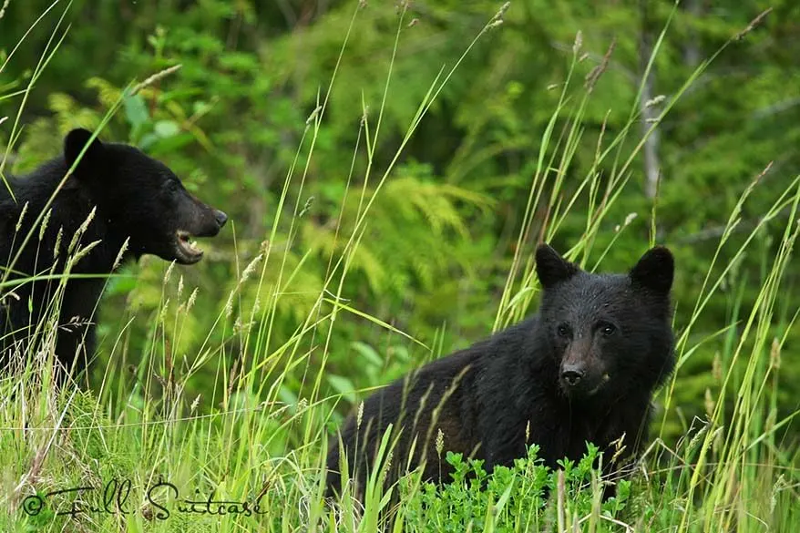 Black bear cubs in the forest in BC Canada