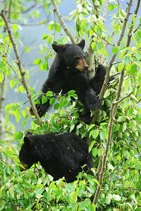 Black bear cubs sitting in a tree Canada