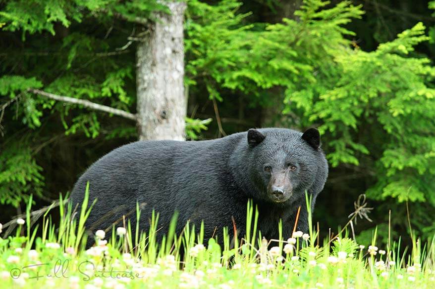 Black bear next to the road in BC Canada