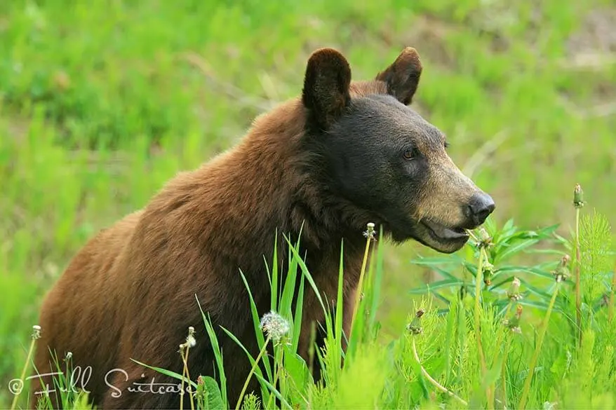 Black brown bear in Canada