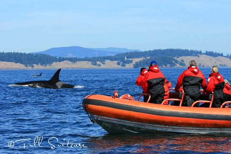 Whale watching Orkas in Canada
