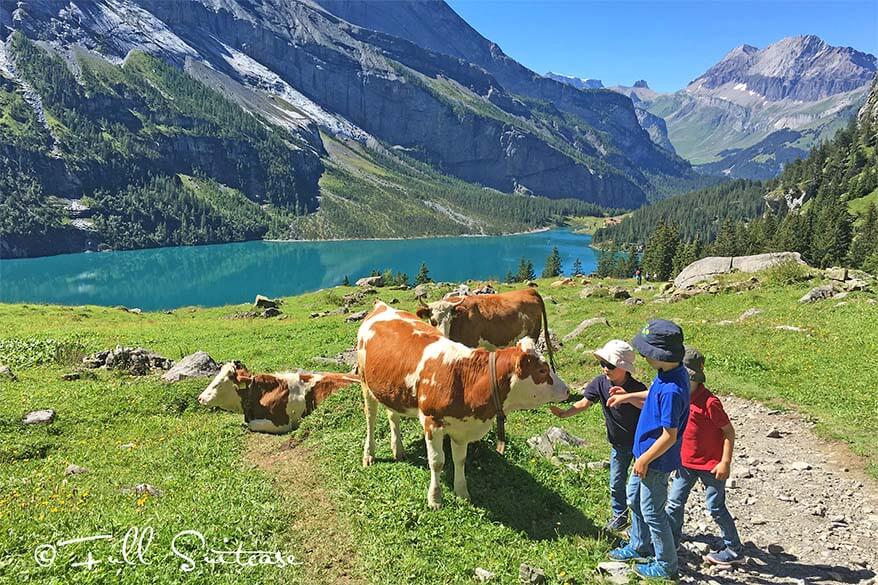 Kids with Swiss cows at Unterbergli