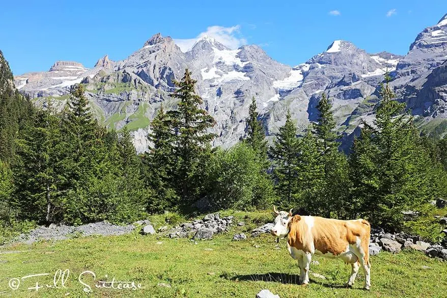 Swiss cow in the mountains
