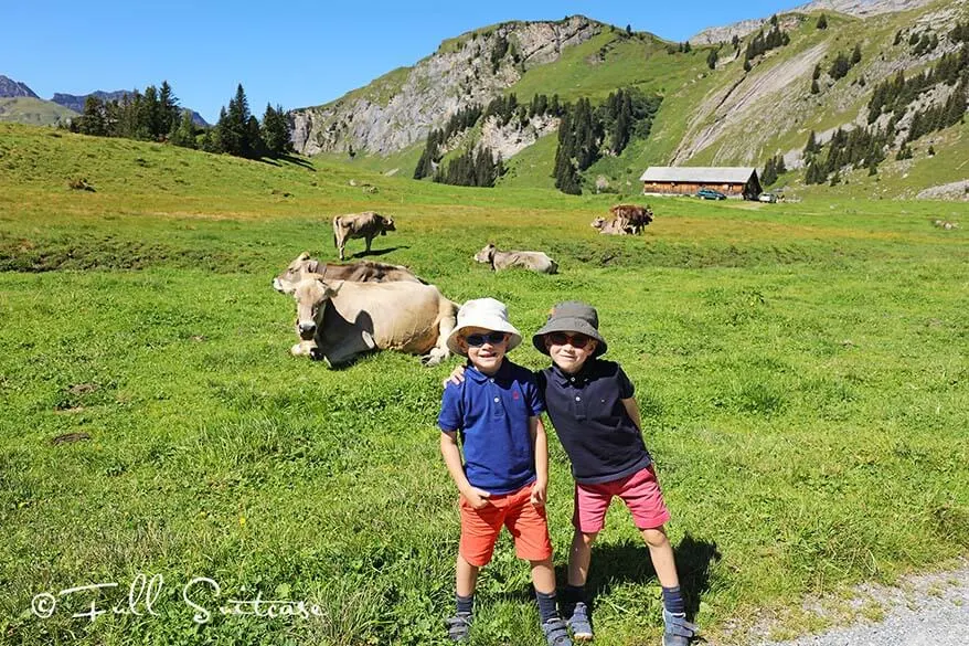 Kids hiking in Switzerland amidst Swiss cows
