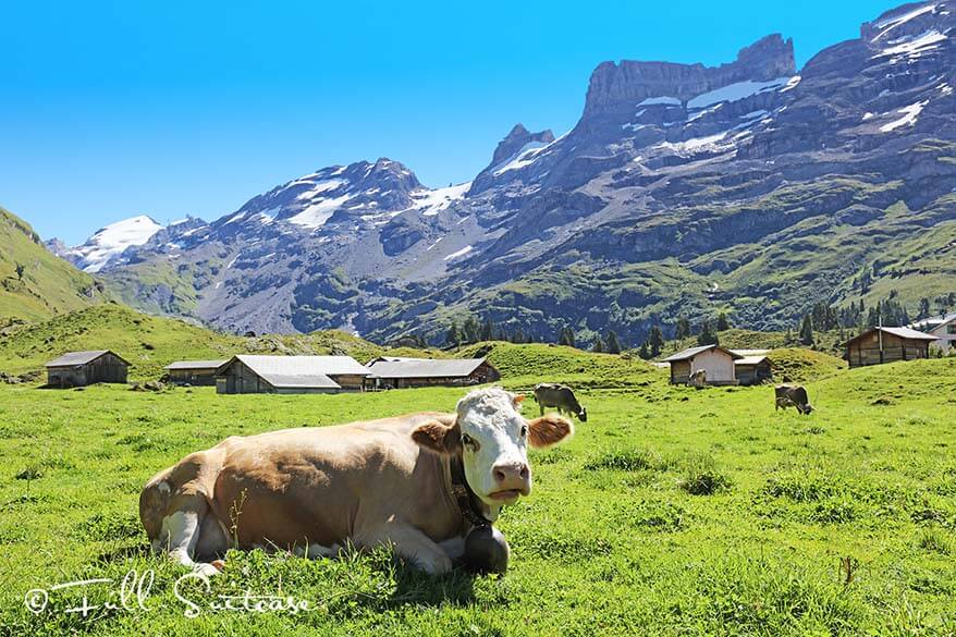 Swiss cows in the mountains in Switzerland