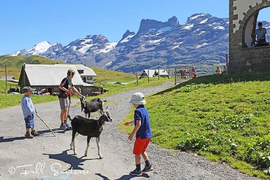 Goats at Tannalp village Switzerland
