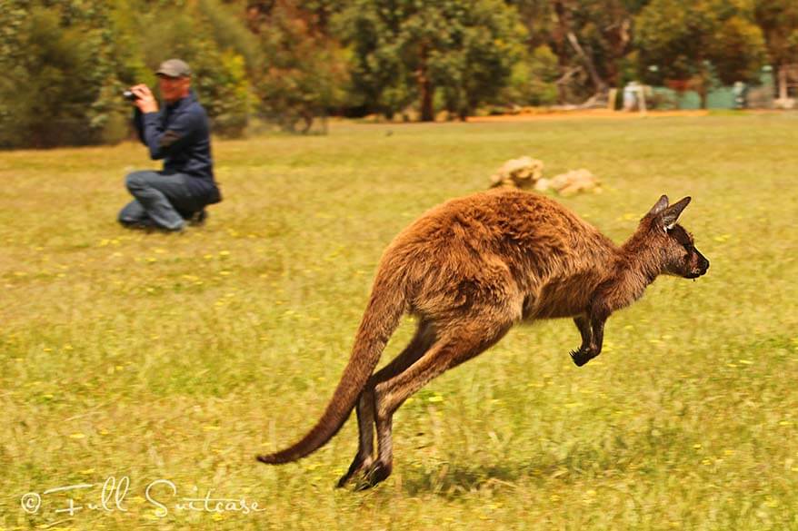 Jumping kangaroo on Kangaroo Island