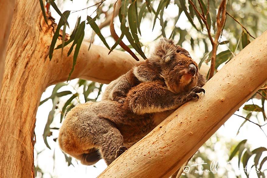 Spotting koalas at Hanson Bay Wildlife Sanctuary on Kangaroo Island