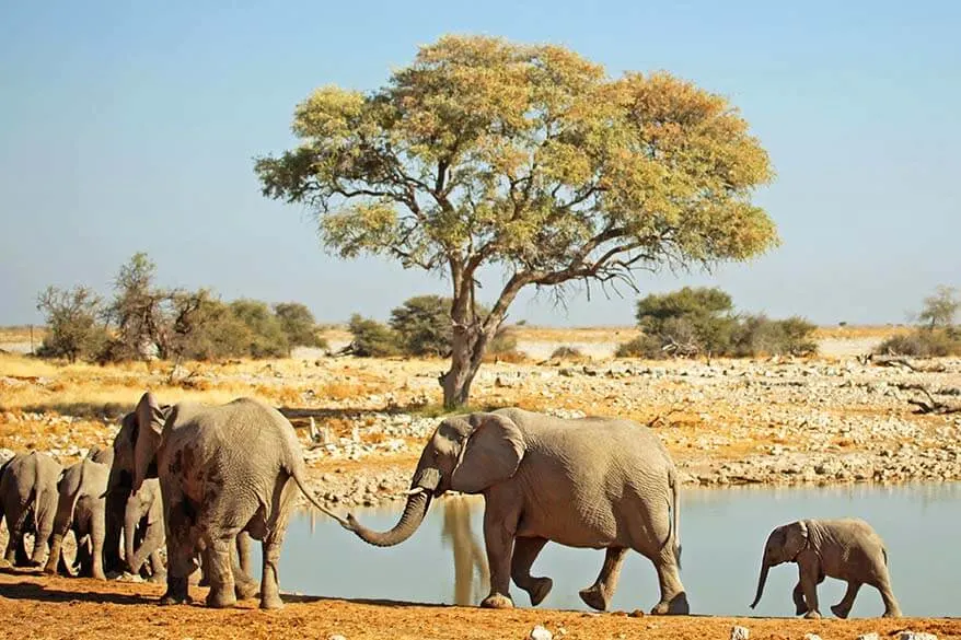 Okaukuejo waterhole in Etosha National Park Namibia