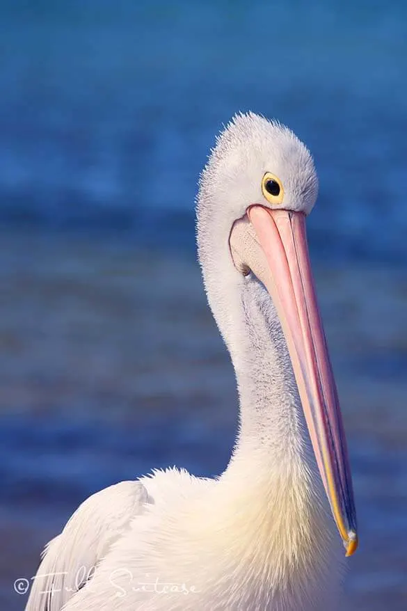 Pelican on Kangaroo Island