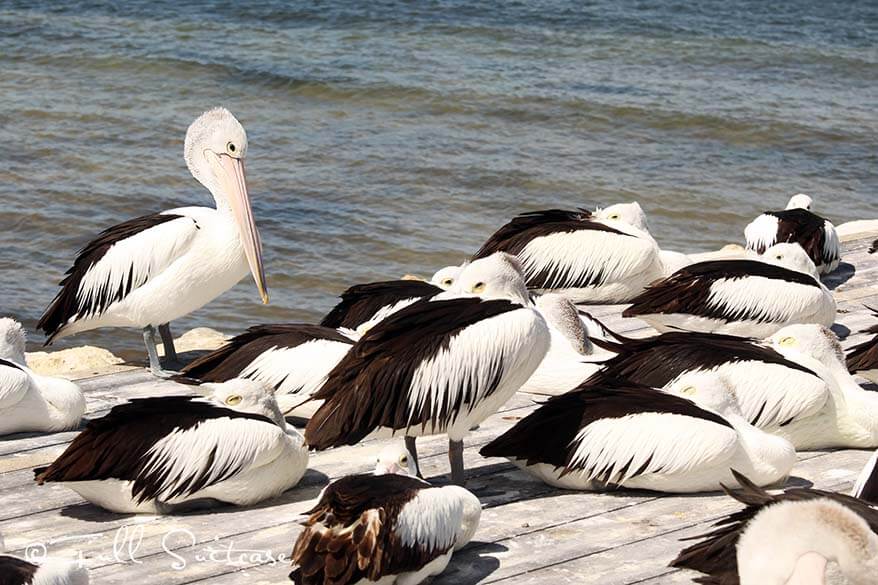 Pelican feeding Kingscote Kangaroo Island