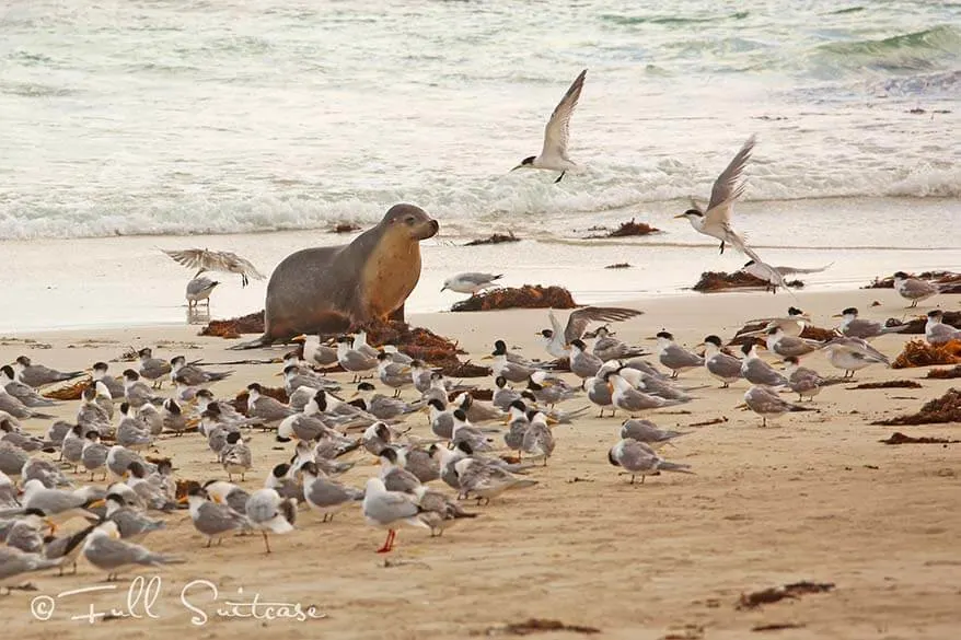 Seal Bay Kangaroo Island