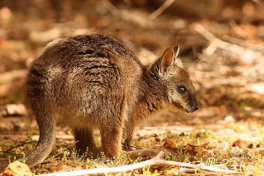Wallaby at Flinders Chase on Kangaroo Island