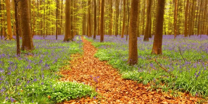 Hallerbos forest in Belgium