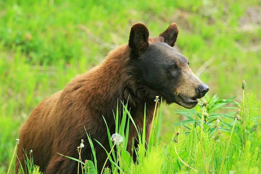 Wild bear next to the road in Canada