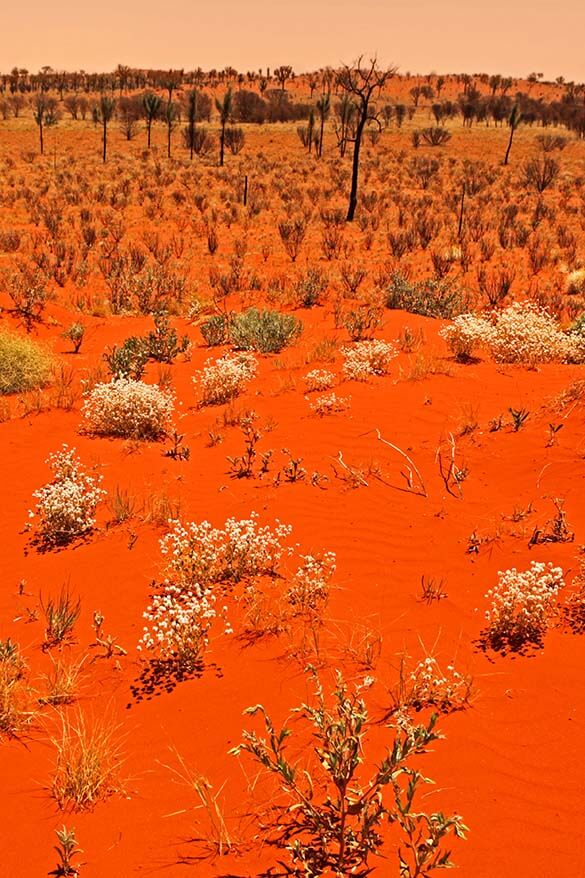Australia's red centre sand dunes
