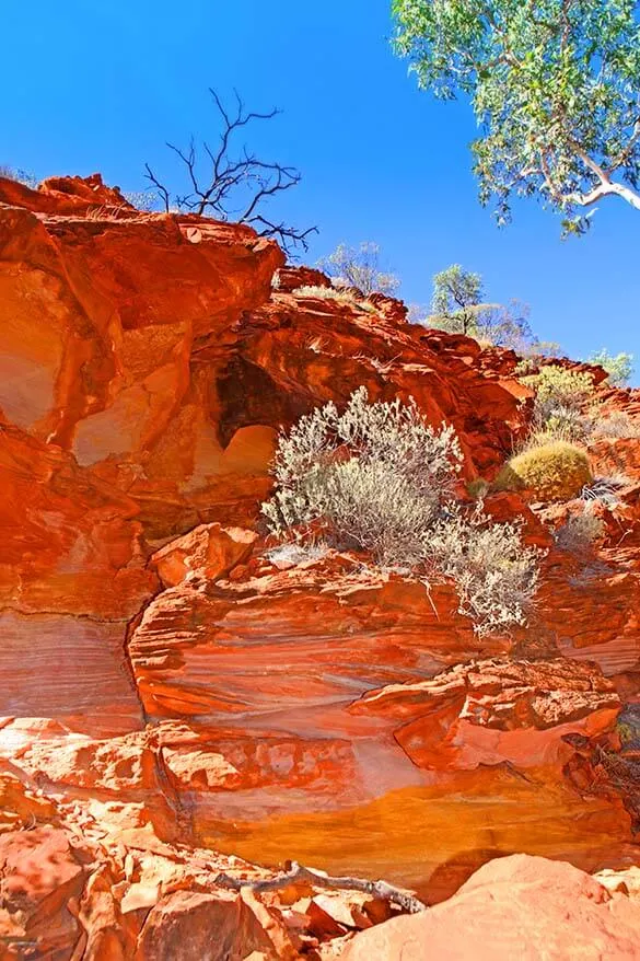 Kings Canyon Creek Walk