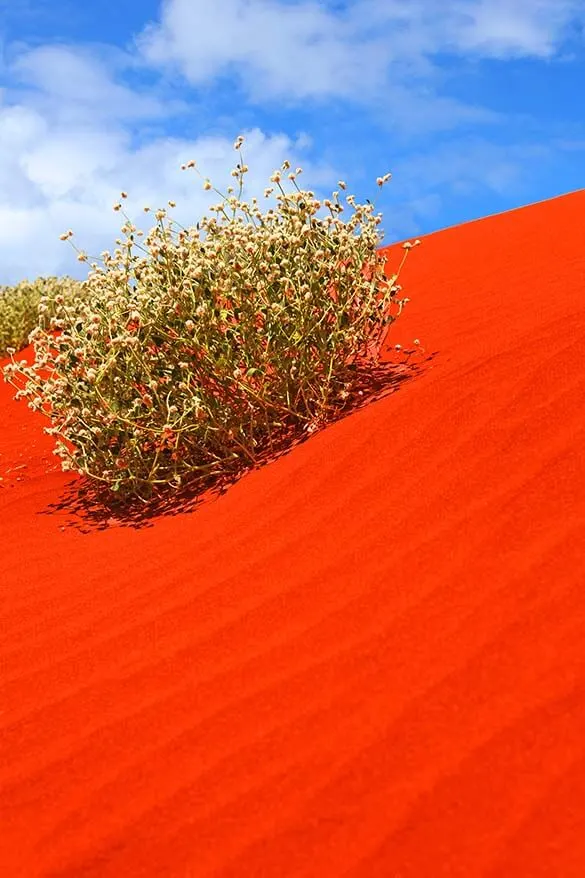 Red sand dunes in Australian Outback