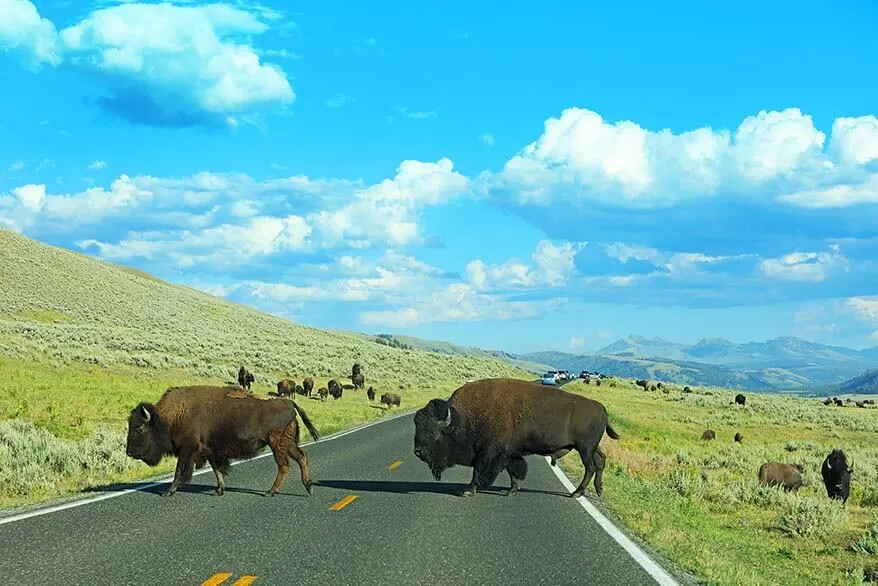 Bison crossing the road in Yellowstone National Park