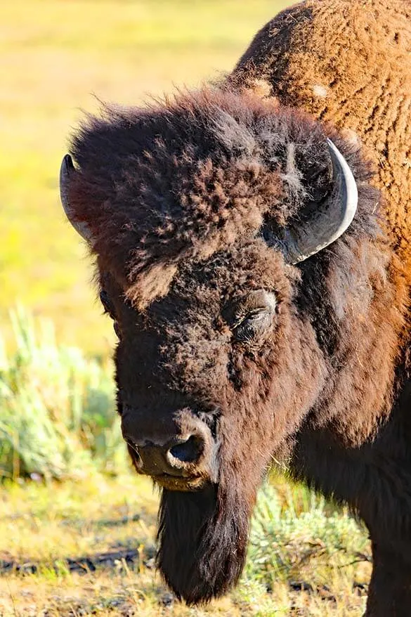 Bison in Yellowstone National Park