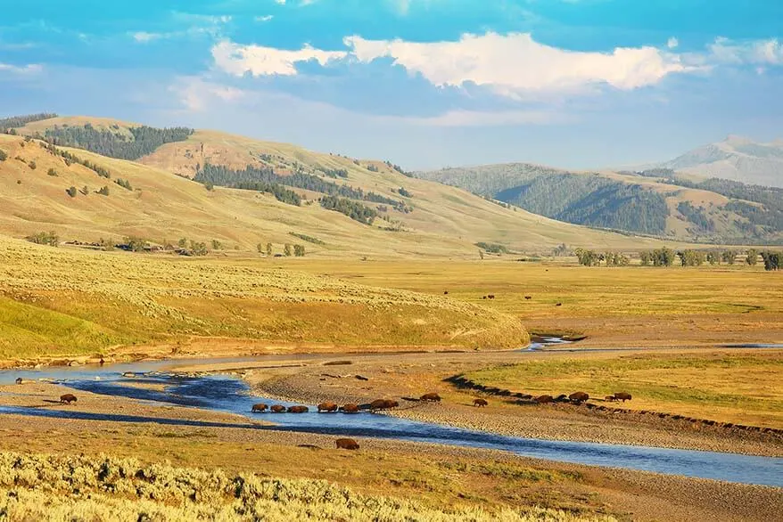 Bison in the Lamar Valley in Yellowstone