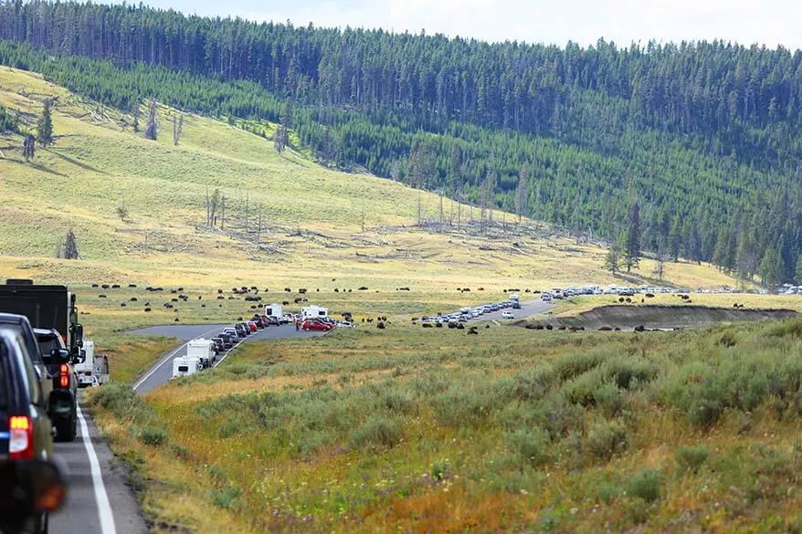 Bison jam in Hayden Valley