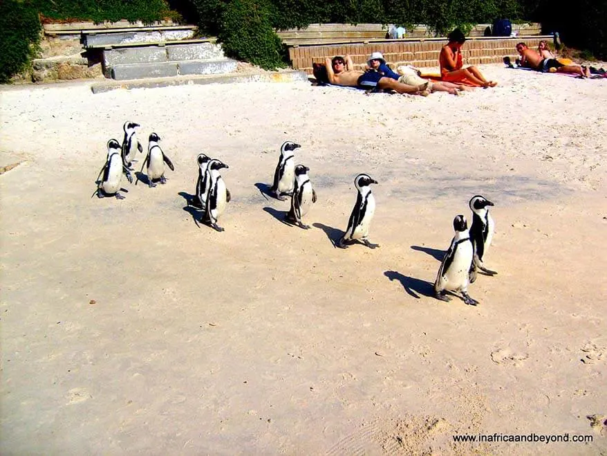 Boulders Beach Penguins Simon's Town South Africa