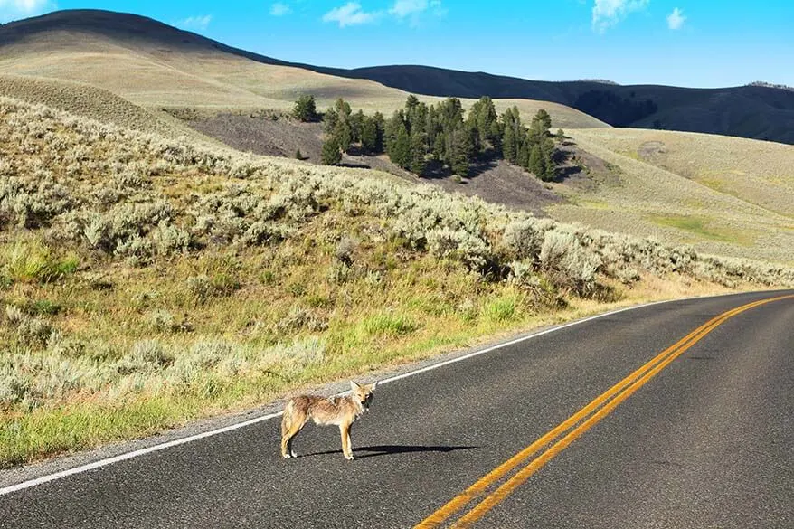 Coyote on the road in Lamar Valley in Yellowstone National Park