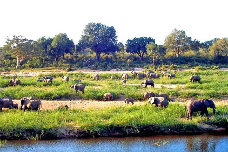 Elephants on safari in South Africa