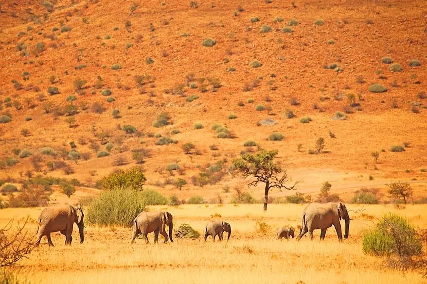 Herd of desert elephants in Namibia